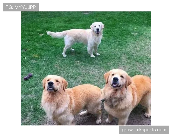 内马尔家的狗吃的比我家孩子还贵